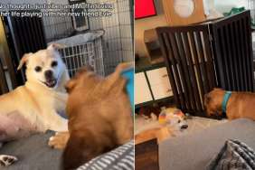 Foster Dogs Are Just 'Vibing' Together in This Video