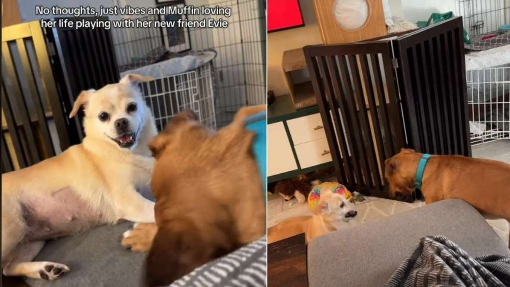 Foster Dogs Are Just 'Vibing' Together in This Video