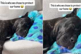 Video Shows Big Dog Taking a Nap Instead of Protecting the House