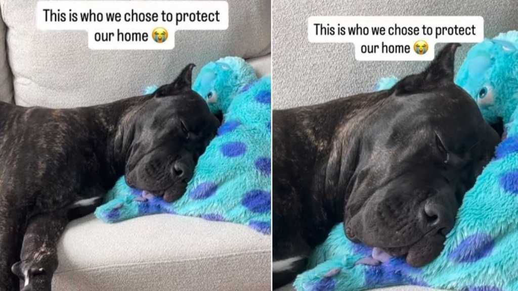 Video Shows Big Dog Taking a Nap Instead of Protecting the House