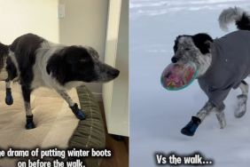 Dog Displays Two Different Personalities Before & After Wearing Snow Boots
