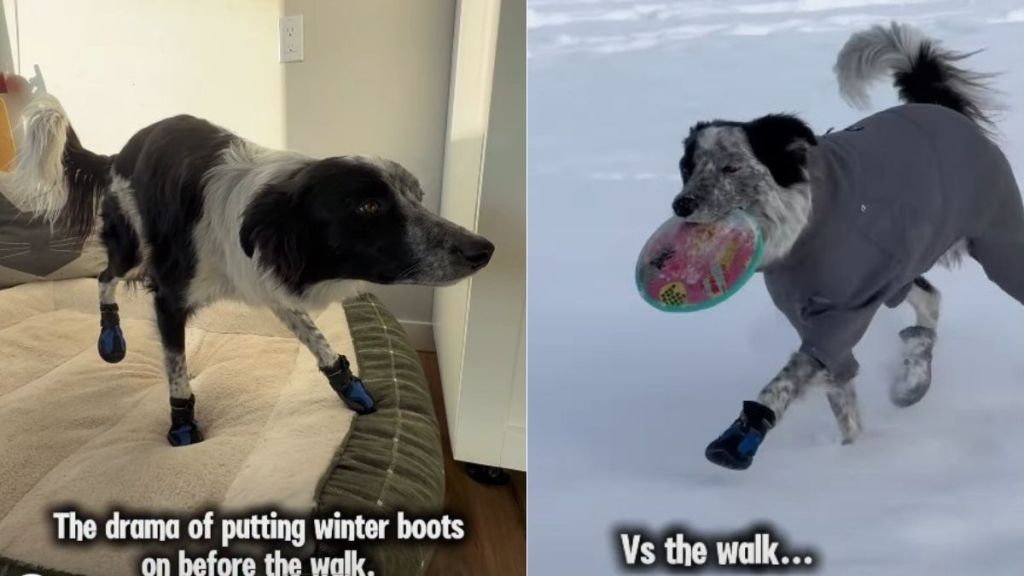 Dog Displays Two Different Personalities Before & After Wearing Snow Boots