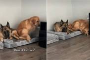 Video of 2 Dogs Trying To Fit Into a Bed Will Make Your Day