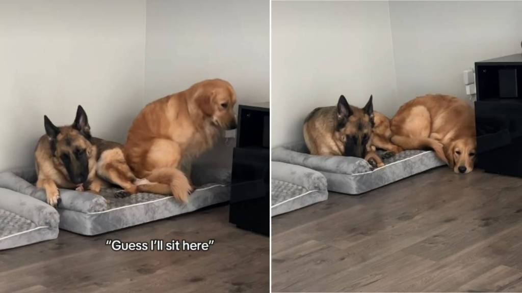 Video of 2 Dogs Trying To Fit Into a Bed Will Make Your Day