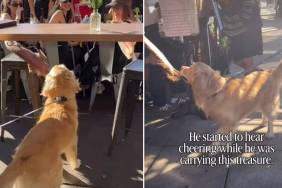 Golden Retriever Shows off His ‘Treasure’ to Strangers as They Cheer Him On