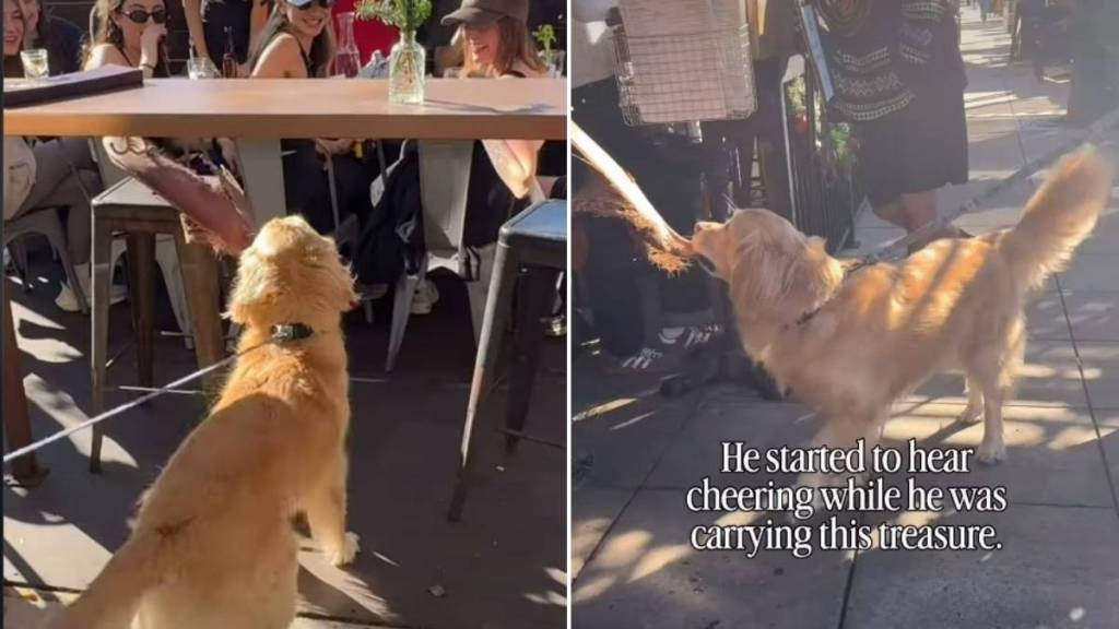 Golden Retriever Shows off His ‘Treasure’ to Strangers as They Cheer Him On
