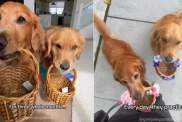 Golden Retrievers Practice to Be Ring Bearers, but End Up Doing This