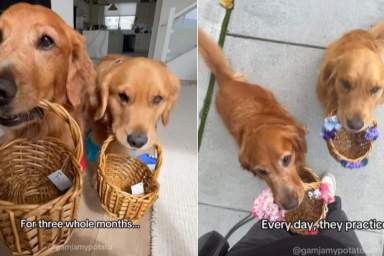 Golden Retrievers Practice to Be Ring Bearers, but End Up Doing This