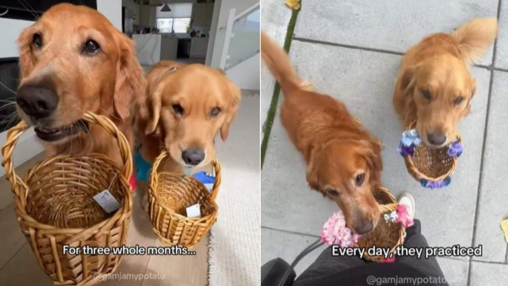 Golden Retrievers Practice to Be Ring Bearers, but End Up Doing This