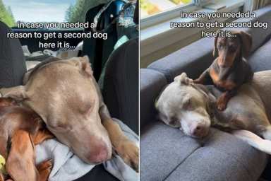 Video Shows What Getting a Second Dog Looks Like