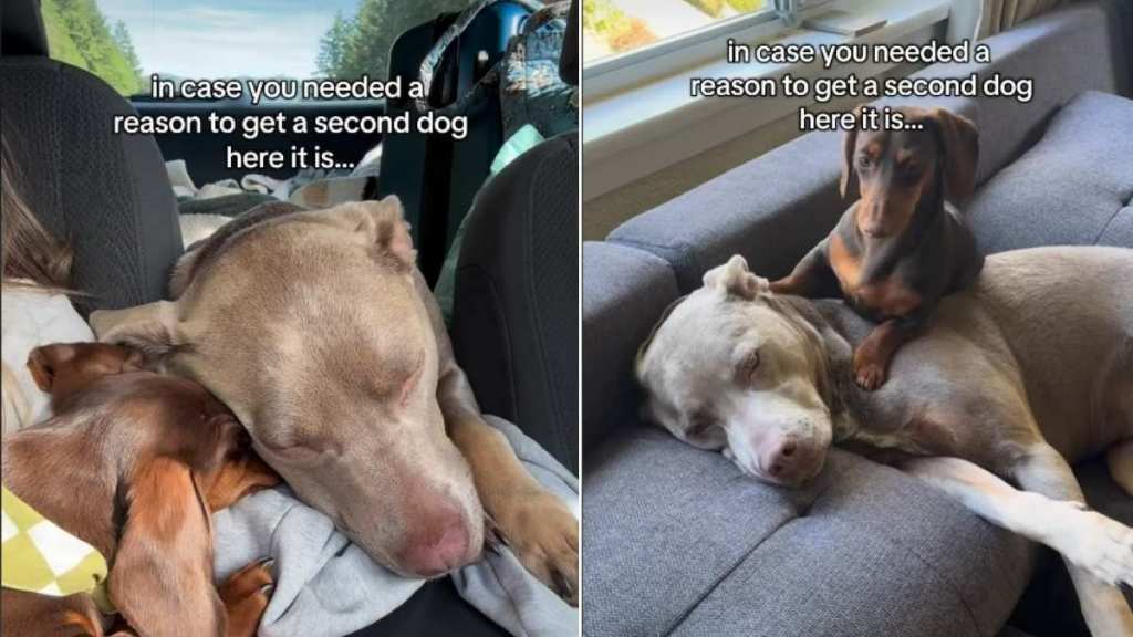 Video Shows What Getting a Second Dog Looks Like