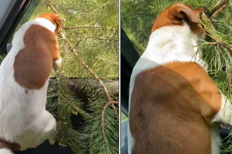 Dog Clings to & Pulls Tree Branch with Full Force in Viral Video