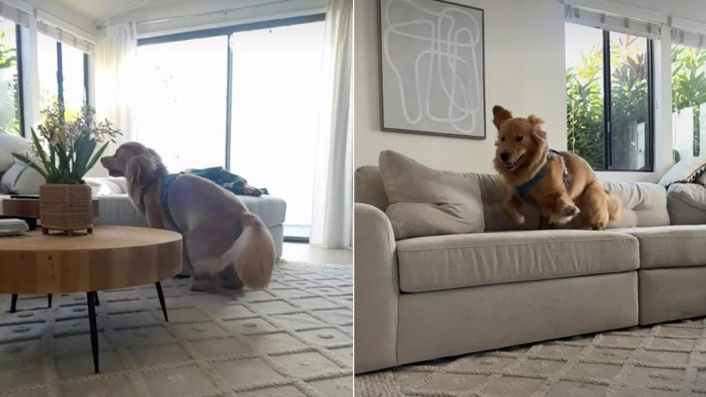 Golden Retriever's Zoomies Caught in Slow Motion & The Results Are Amazing