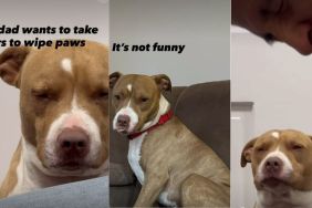 Video: Dog Almost Dozes Off While Waiting for Paws to Be Wiped