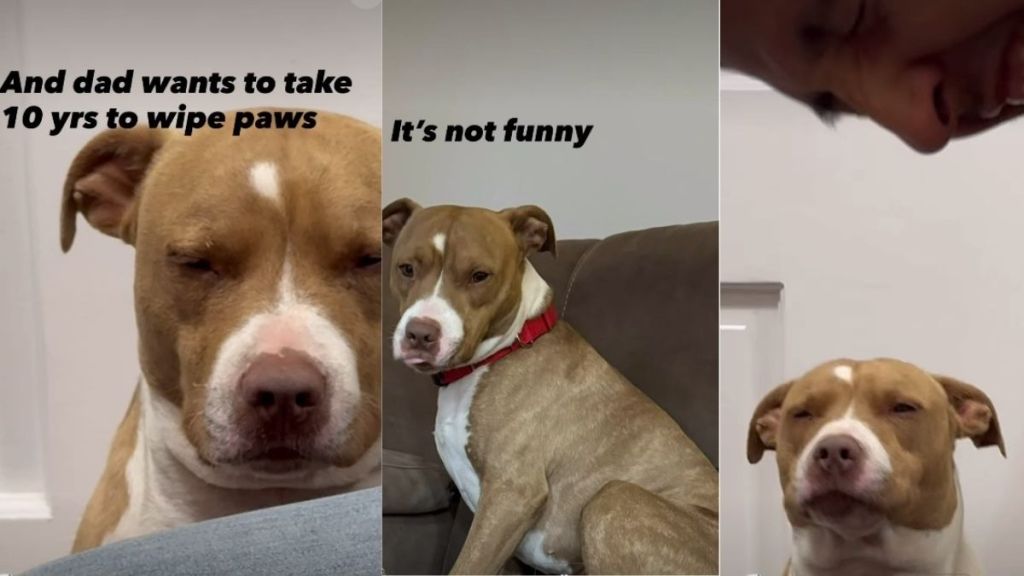 Video: Dog Almost Dozes Off While Waiting for Paws to Be Wiped