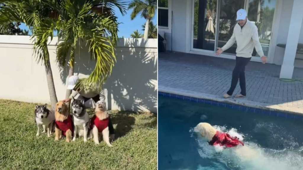Golden Retriever Jumps Into Pool During Family Photo Time