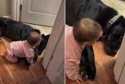 Video Shows Dog Taking His Nanny Duties With Baby a Little Too Seriously