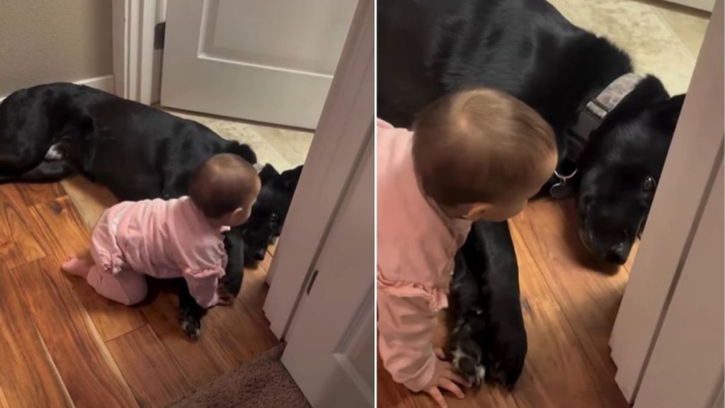 Video Shows Dog Taking His Nanny Duties With Baby a Little Too Seriously