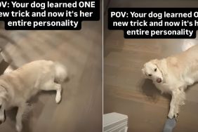 Golden Retriever's One Trick Becomes Her 'Entire Personality'