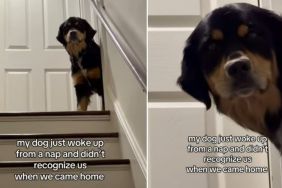Video Shows Dog Not Recognizing Owners After Waking up From Nap