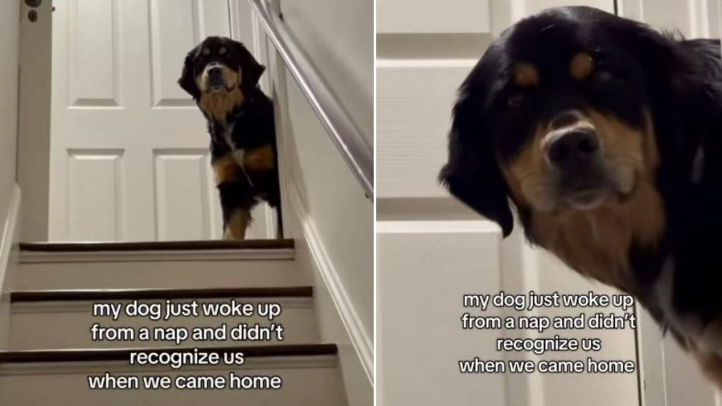 Video Shows Dog Not Recognizing Owners After Waking up From Nap