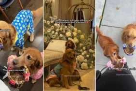 Golden Retrievers Practice Being Cutest Ring Bearers in Adorable Video