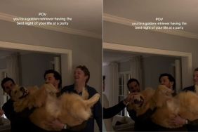 Video: Golden Retriever Has the ‘Best Night’ at Party