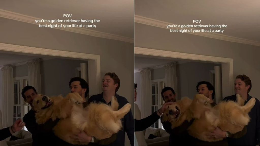 Video: Golden Retriever Has the ‘Best Night’ at Party