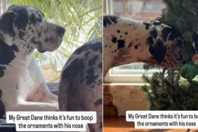 Video: This Great Dane Knows What to Do With a Christmas Tree