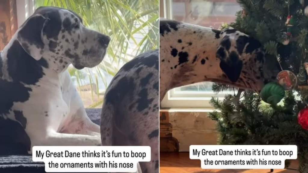 Video: This Great Dane Knows What to Do With a Christmas Tree