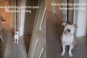 Blind Dog Greeting 'Spare Human' in Morning Wins Internet