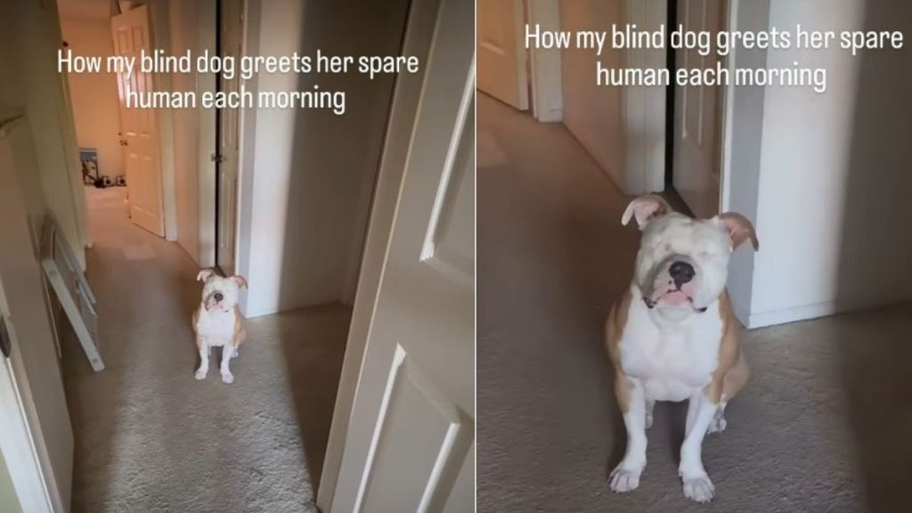 Blind Dog Greeting 'Spare Human' in Morning Wins Internet