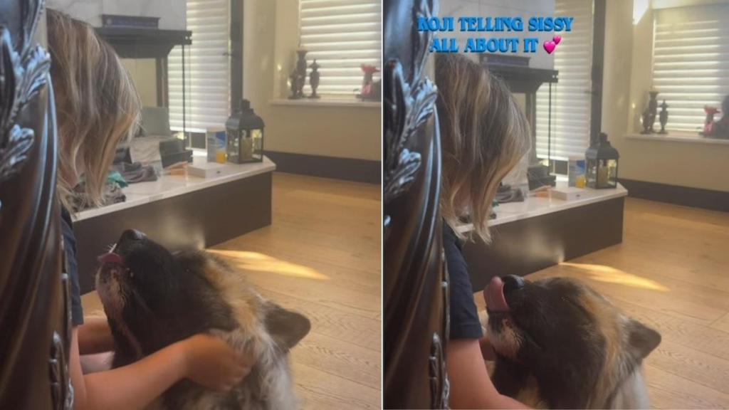 Giant Dog 'Complains' About All His Problems in Adorable Video