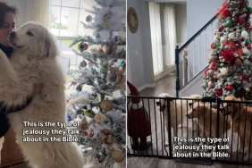 Golden Retrievers Are Jealous of Sibling Getting Grandma’s Kisses