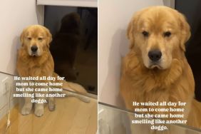 Golden Retriever Loses It When Mom Comes Home Smelling Like This