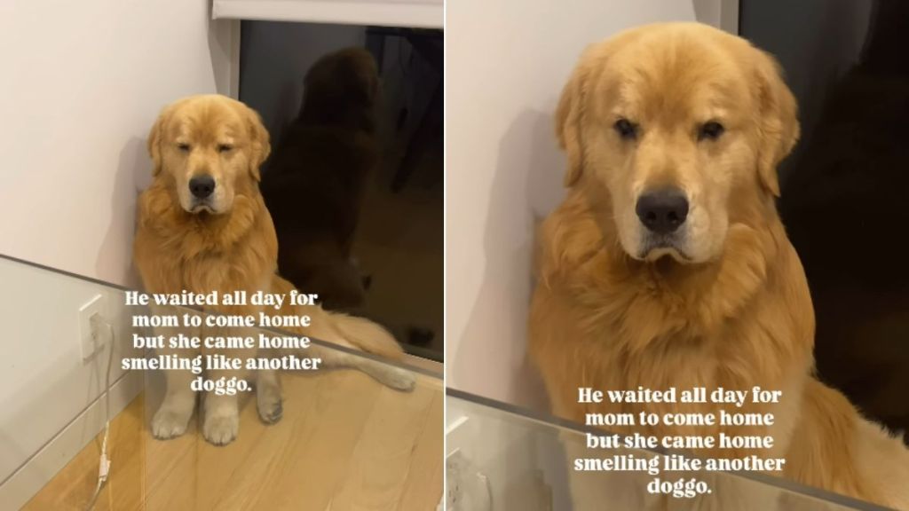 Golden Retriever Loses It When Mom Comes Home Smelling Like This