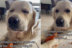 Video: Owner Says Golden Retriever's Loud Chewing Is 'Perfection'
