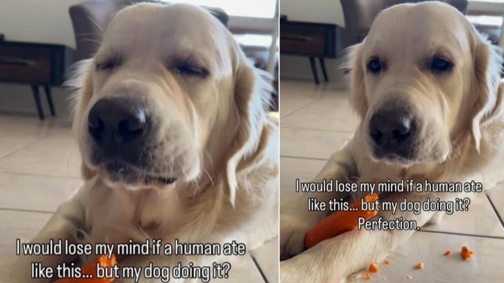 Video: Owner Says Golden Retriever's Loud Chewing Is 'Perfection'