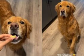 Video: Golden Retriever Proves He's the 'Pasta Expert'