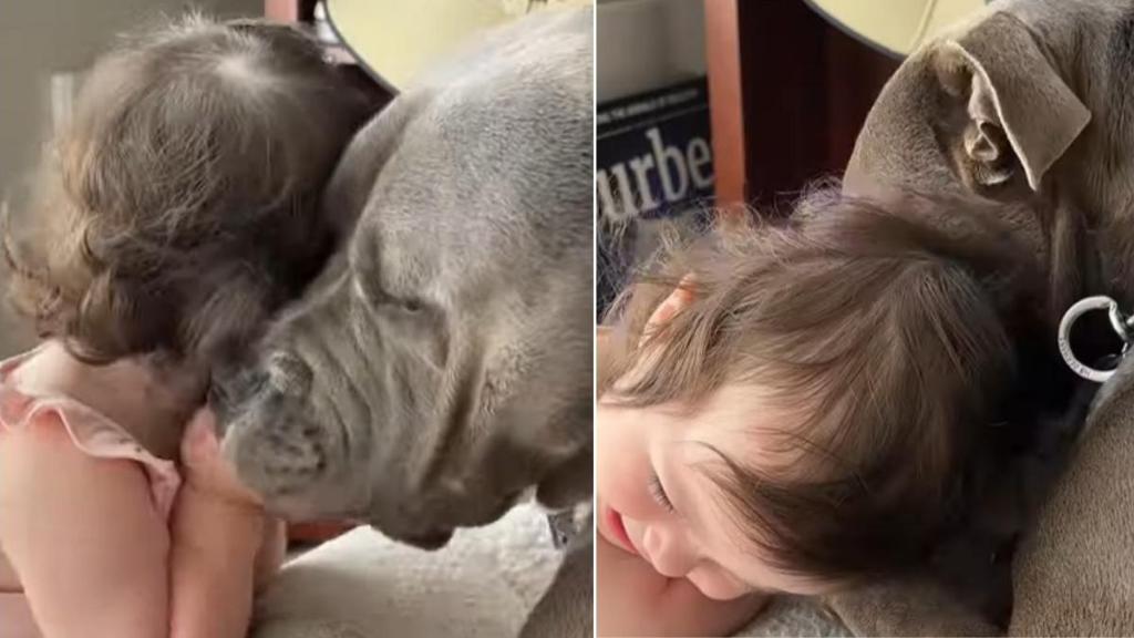 Dog Planting Kisses on Little Girl Is the Cutest Video You’ll See