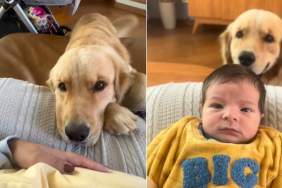 Golden Retriever Refuses To Leave Baby's Side in Wholesome Video