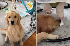Video: Dog Sneakily Steals Baby’s Sock