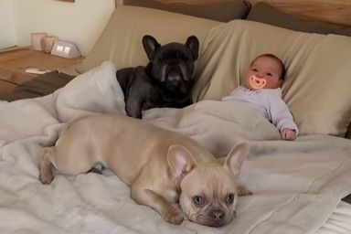 Video Shows Dogs & Baby Going Back To Sleep After Morning Routine