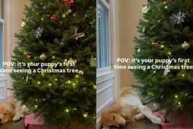 Video: Puppy Does Not Leave Christmas Tree’s Sight