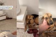 Rescue Pup Hides When He Sees His Babysitting Bag Being Packed