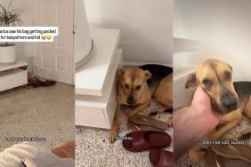 Rescue Pup Hides When He Sees His Babysitting Bag Being Packed