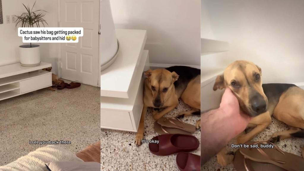 Rescue Pup Hides When He Sees His Babysitting Bag Being Packed