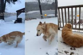 Video: ‘Florida-Raised Dog’ Learns To Love the Snow