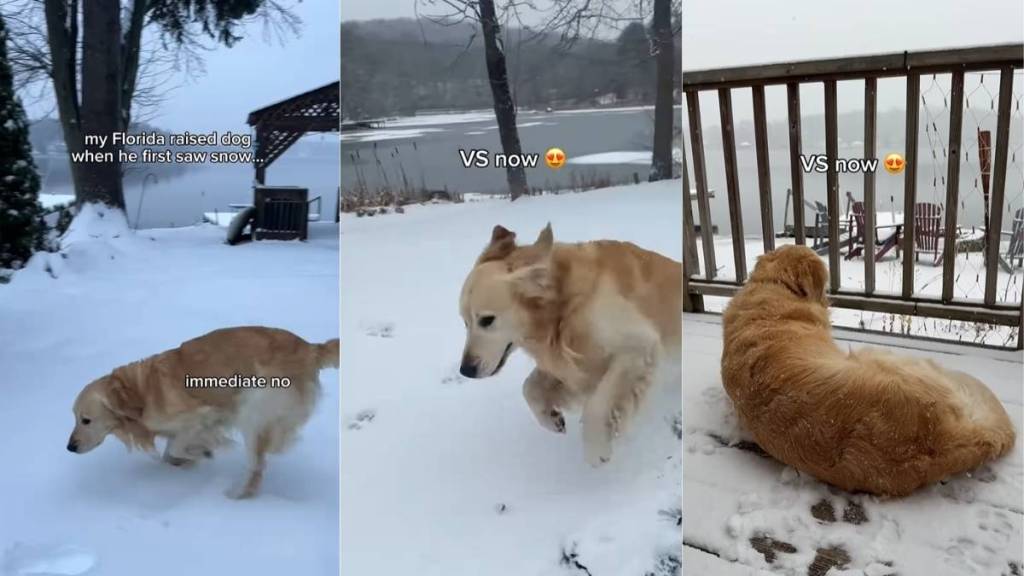 Video: ‘Florida-Raised Dog’ Learns To Love the Snow