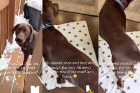 Video Shows Why This Labrador Needs a Towel After Being in the Snow